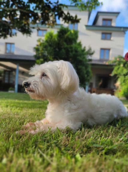 Foto mascota perruna en el jardín